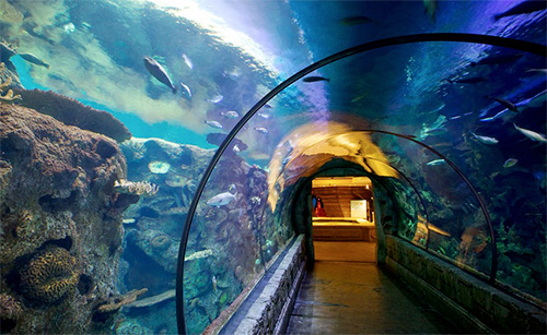 shark-reef